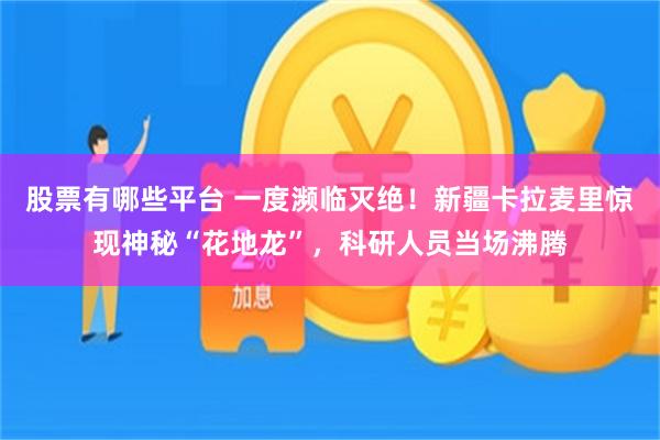 股票有哪些平台 一度濒临灭绝！新疆卡拉麦里惊现神秘“花地龙”，科研人员当场沸腾
